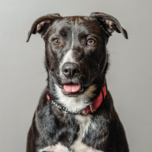 Load image into Gallery viewer, Motley Zoo's rescue animal, Tulip O'Hare