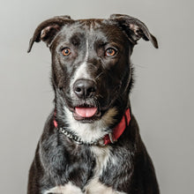 Load image into Gallery viewer, Motley Zoo's rescue animal, Tulip O'Hare