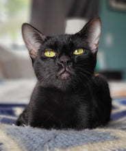 Load image into Gallery viewer, We Invented Cat Hair Men's/Unisex or Women's T-shirt