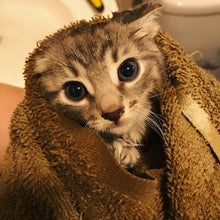 Load image into Gallery viewer, Vroom Vroom - the rescue kitty who this design benefits