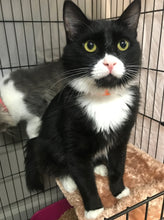 Load image into Gallery viewer, Resource Guards Men's/Unisex or Women's T-shirt