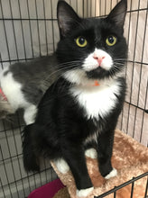 Load image into Gallery viewer, Linkin Bark Men's/Unisex or Women's T-shirt