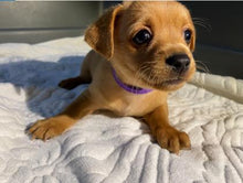 Load image into Gallery viewer, Bully Eilish Men's/ Unisex Zip Front Hoodie