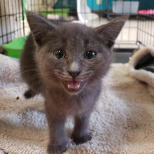 Load image into Gallery viewer, Rescue Rocks Vintage - Men's/Unisex Hoodie (variety of designs)