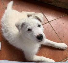 Load image into Gallery viewer, Hawks Dog Men's/Unisex or Women's T-shirt