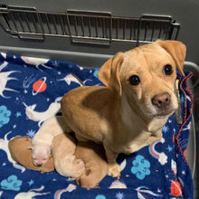 Load image into Gallery viewer, The Beagles - Men's/Unisex or Women's T-shirt