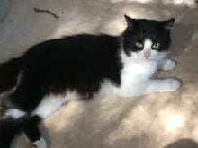 Load image into Gallery viewer, Danny Ocean, a rescue tuxedo kitty from Texas, who this shirt benefits!