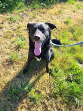 Load image into Gallery viewer, Rescue Rocks Vintage- Big Dog (with or without heart) Men's Unisex/ Women's Tshirt