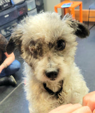 Load image into Gallery viewer, I Like Socks Customizable Men's/Unisex or Women's T-shirt