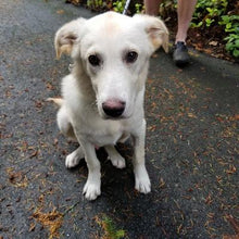 Load image into Gallery viewer, Bonehemian Pupsody Men's/ Unisex Zip Front Hoodie