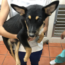 Load image into Gallery viewer, Looking for a Good Home Men's/Unisex or Women's T-shirt