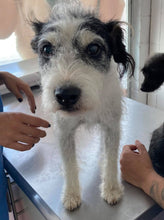 Load image into Gallery viewer, Young & Trainable Men's/Unisex or Women's T-shirt