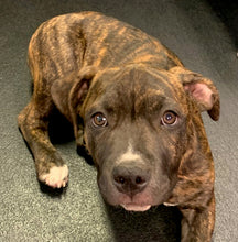 Load image into Gallery viewer, Grrrvana Men's/Unisex Zip Front Hoodie